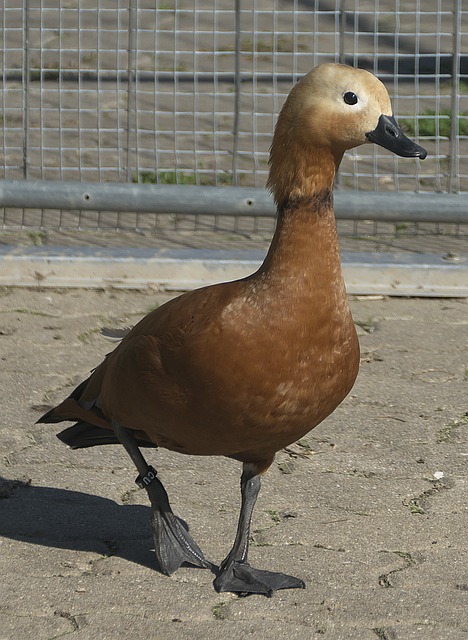 常规赛胜场